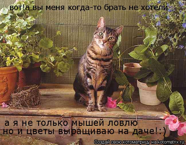 Котоматрица: вот!а вы меня когда-то брать не хотели а я не только мышей ловлю но и цветы выращиваю на даче!:)