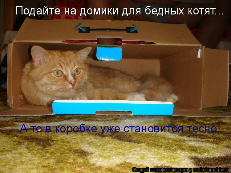Котоматрица: Подайте на домики для бедных котят... А то в коробке уже становится тесно.