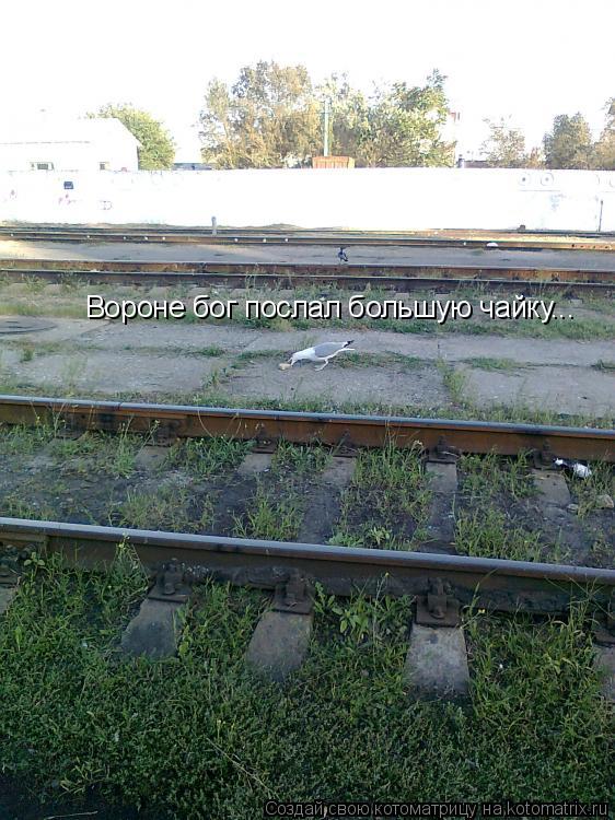 Котоматрица: Вороне бог послал большую чайку...