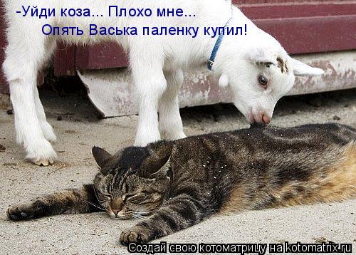 Котоматрица: -Уйди коза... Плохо мне...  Опять Васька паленку купил!