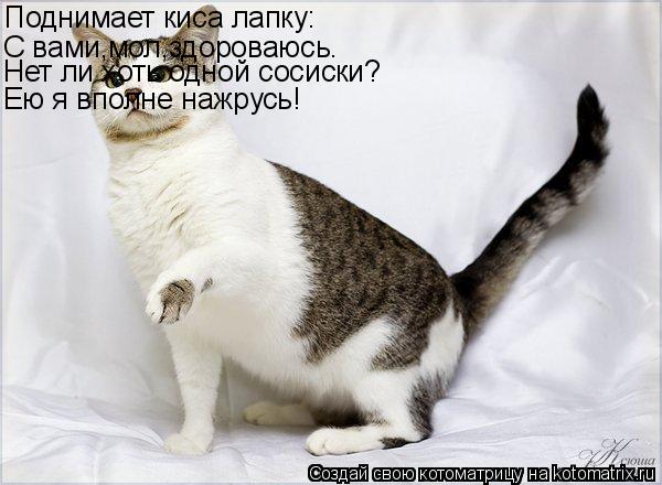 Котоматрица: Поднимает киса лапку: С вами,мол,здороваюсь. Нет ли хоть одной сосиски? Ею я вполне нажрусь!