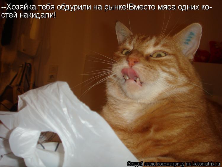 Котоматрица: --Хозяйка,тебя обдурили на рынке!Вместо мяса одних ко- стей накидали!
