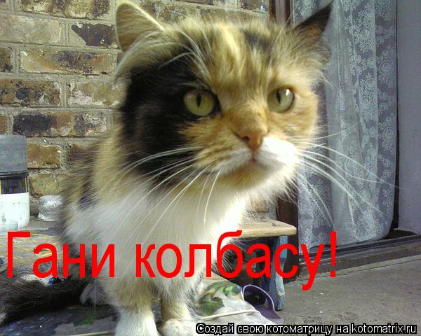 Котоматрица: Гани колбасу!