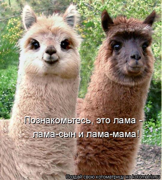 Котоматрица: Познакомьтесь, это лама - лама-сын и лама-мама!