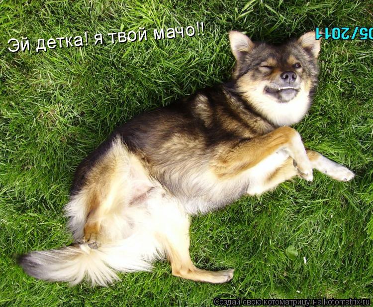 Котоматрица: Эй детка! я твой мачо!! Эй детка! я твой мачо!!