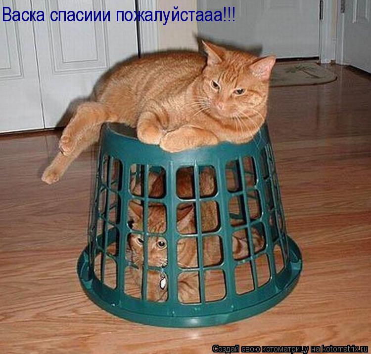Котоматрица: Васка спасиии пожалуйстааа!!!