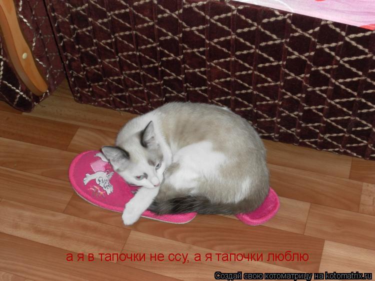 Котоматрица: а я в тапочки не ссу, а я тапочки люблю