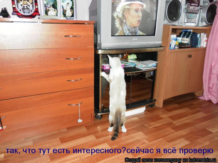 Котоматрица: так, что тут есть интересного?сейчас я всё проверю