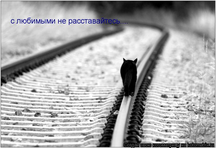 Котоматрица: с любимыми не расставайтесь....