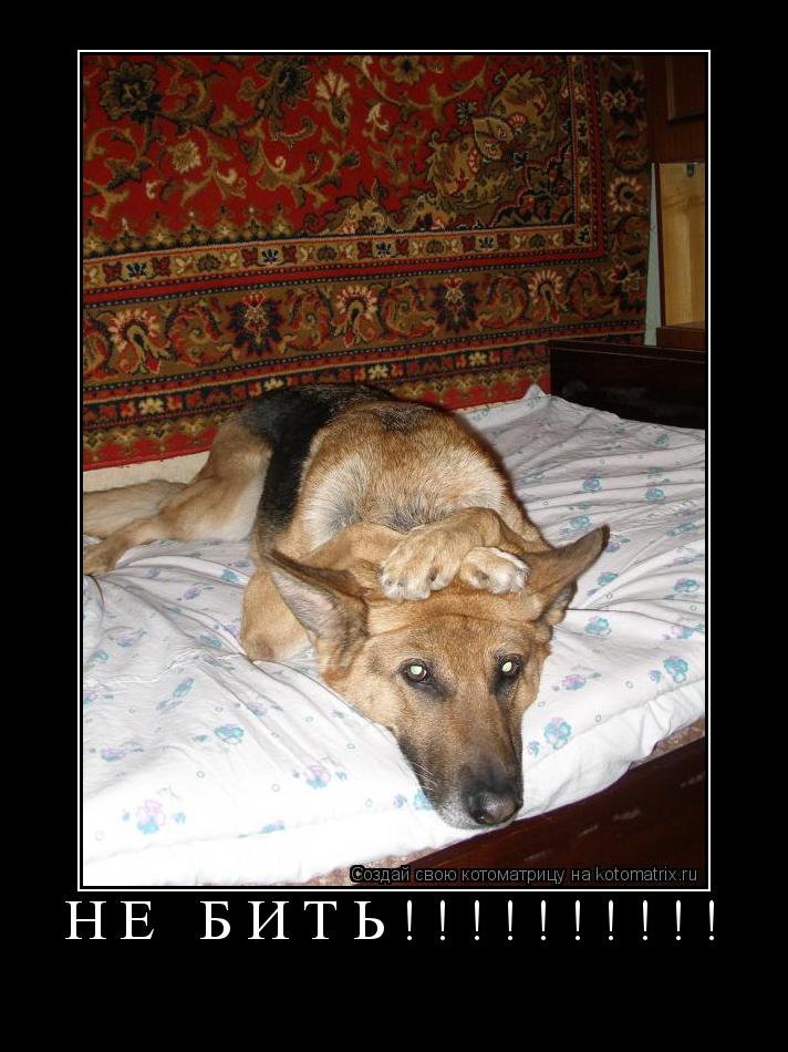 Котоматрица: НЕ БИТЬ!!!!!!!!!! 