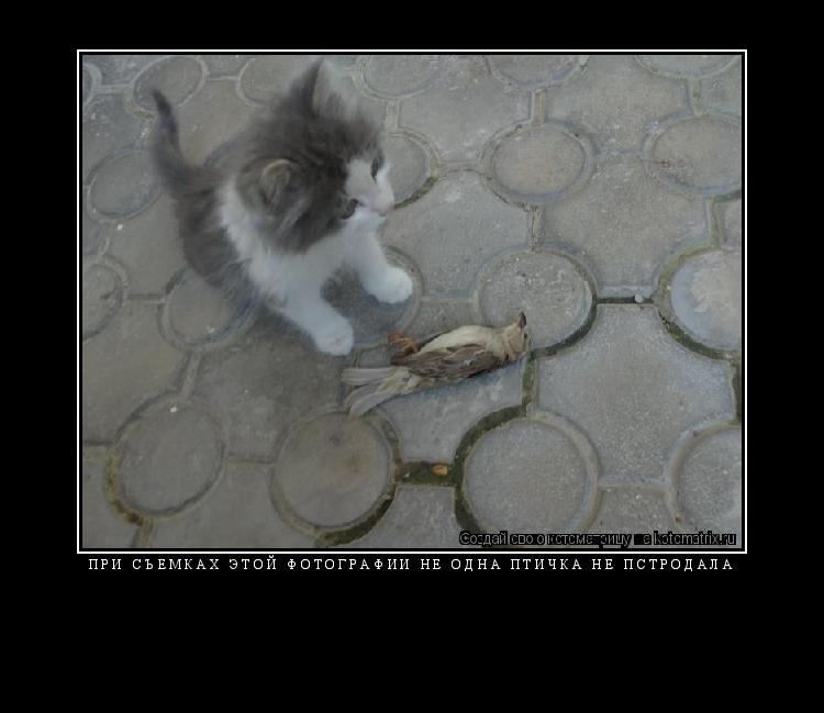 Котоматрица: при съемках этой фотографии не одна птичка не пстродала 