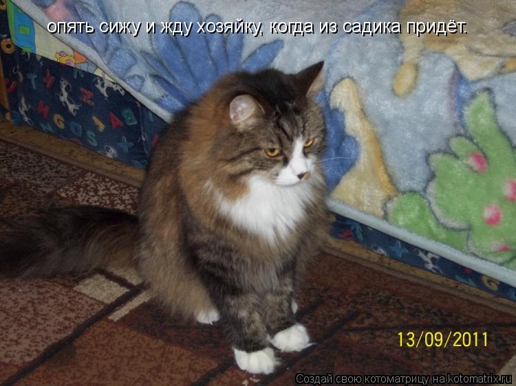 Котоматрица: опять сижу и жду хозяйку, когда из садика придёт.