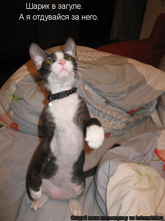 Котоматрица: Шарик в загуле. А я отдувайся за него.
