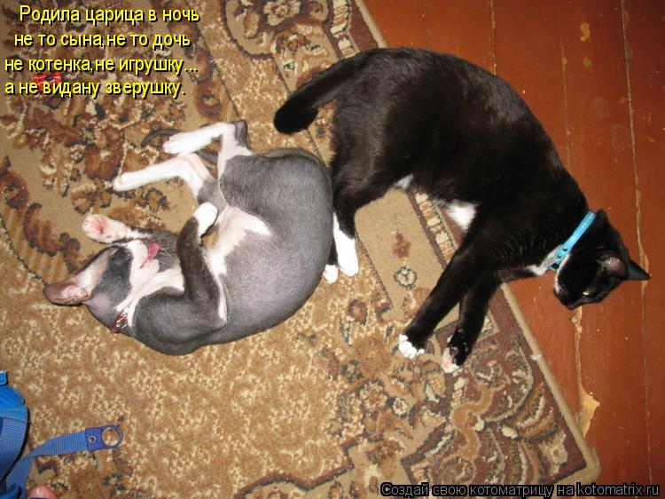 Котоматрица: Родила царица в ночь не то сына,не то дочь не котенка,не игрушку... а не видану зверушку.