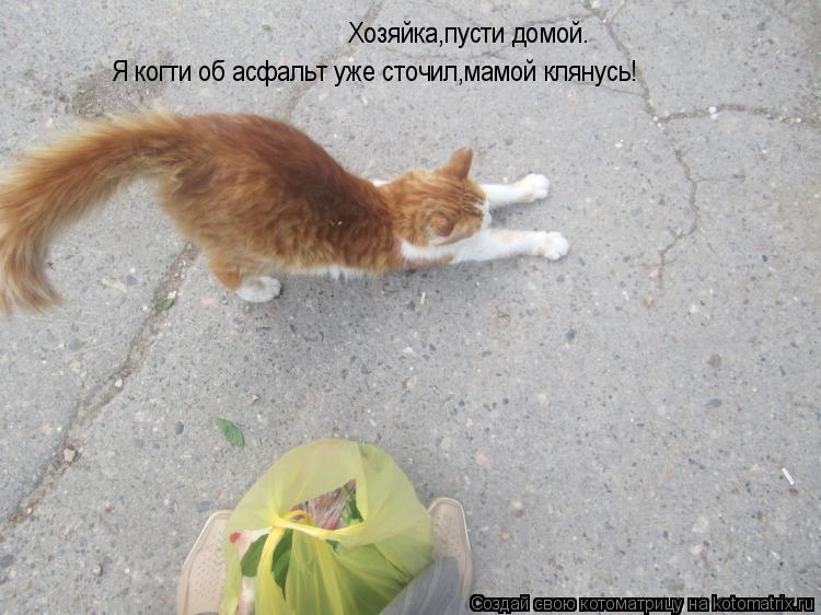 Котоматрица: Хозяйка,пусти домой. Я когти об асфальт уже сточил,мамой клянусь!