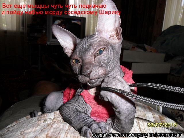 Котоматрица: Вот еще мыщцы чуть чуть подкачаю и пойду набью морду соседскому Шарику