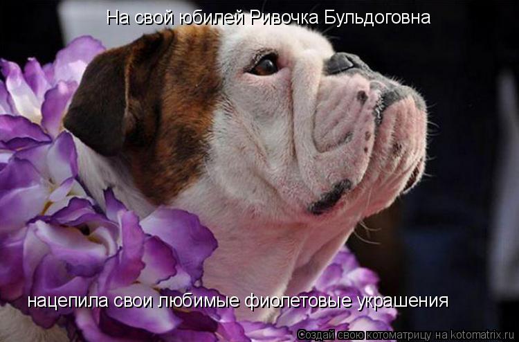 Котоматрица: На свой юбилей Ривочка Бульдоговна  нацепила свои любимые фиолетовые украшения