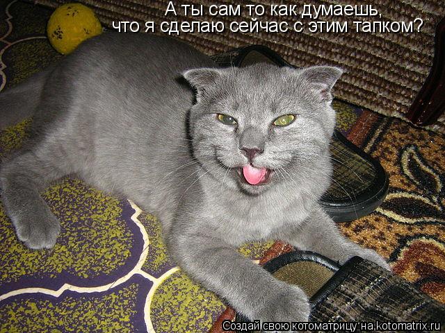 Котоматрица: А ты сам то как думаешь, что я сделаю сейчас с этим тапком?
