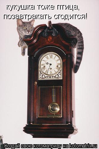 Котоматрица: кукушка тоже птица,  позавтракать сгодится!