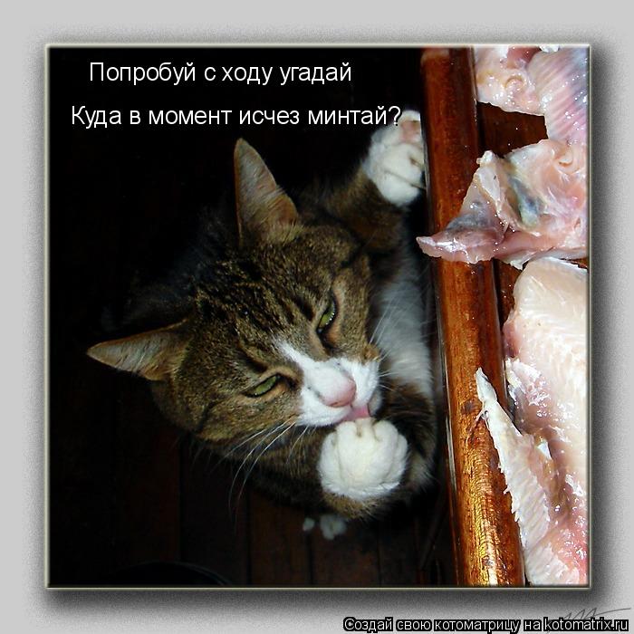 Попробуй с ходу угадай Куда в момент исчез минтай?... Котоматрица: Попробуй с ходу угадай Куда в момент исчез минтай?