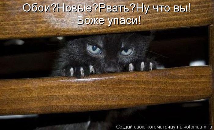 Обои?Новые?Рвать?Ну что вы! Боже упаси!... Котоматрица: Обои?Новые?Рвать?Ну что вы! Боже упаси!