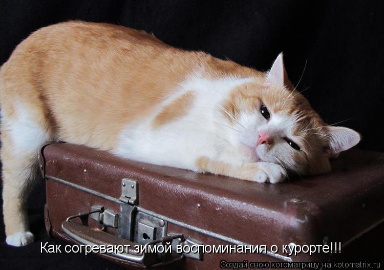 Котоматрица: Как согревают зимой воспоминания о курорте!!!