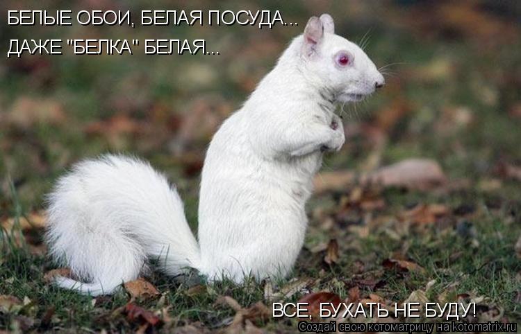 БЕЛЫЕ ОБОИ, БЕЛАЯ ПОСУДА... ДАЖЕ "БЕЛКА" БЕЛАЯ... ВСЕ, БУХАТЬ НЕ БУДУ!... Котоматрица: БЕЛЫЕ ОБОИ, БЕЛАЯ ПОСУДА... ДАЖЕ "БЕЛКА" БЕЛАЯ... ВСЕ, БУХАТЬ НЕ БУДУ!