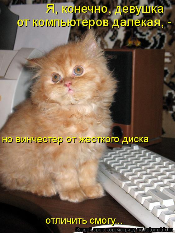 Котоматрица: от компьютеров далекая, -  но винчестер от жесткого диска отличить смогу... Я, конечно, девушка