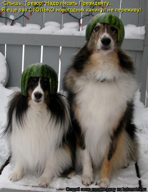 Котоматрица: -Слышь, Трезор! Надо писать Президенту...  Я еще раз СТОЛЬКО новогодних каникул не переживу!