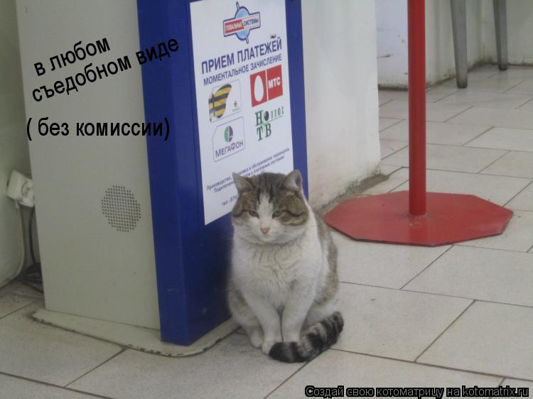 Котоматрица: в любом   съедобном виде ( без комиссии)