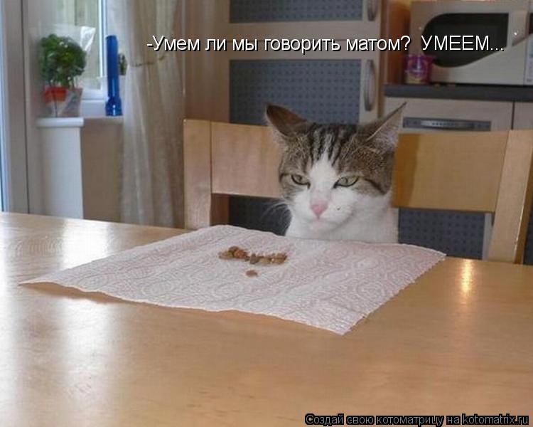 Котоматрица: -Умем ли мы говорить матом?  УМЕЕМ...