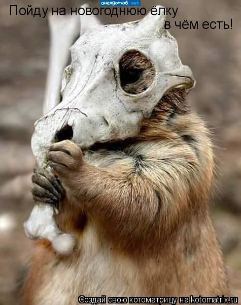 Котоматрица: Пойду на новогоднюю ёлку  в чём есть!
