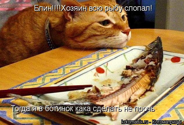 Котоматрица: Блин!!!!Хозяин всю рыбу слопал! Тогда я в ботинок кака сделать не прочь
