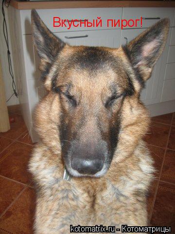 Котоматрица: Вкусный пирог!