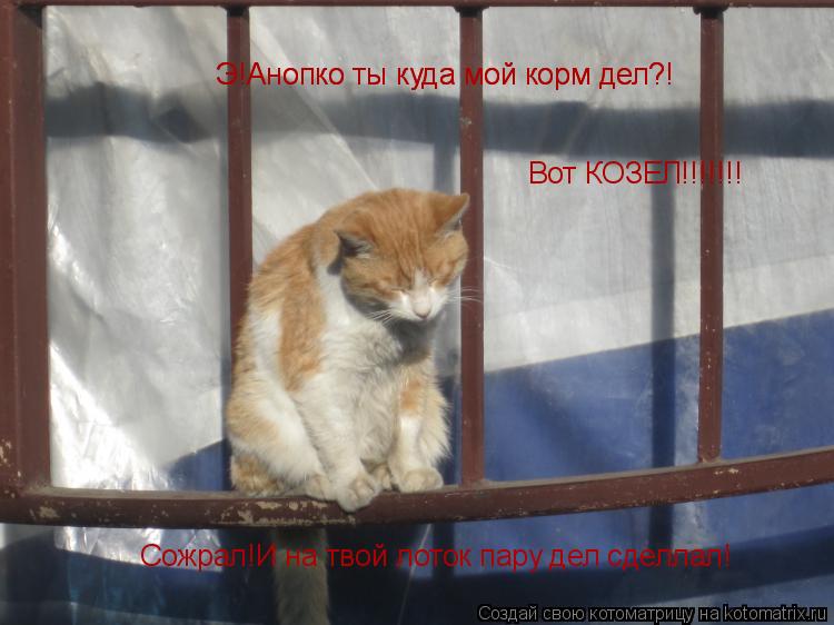 Котоматрица: Э!Анопко ты куда мой корм дел?! Сожрал!И на твой лоток пару дел сделлал! Вот КОЗЕЛ!!!!!!! Э!Анопко ты куда мой корм дел?!