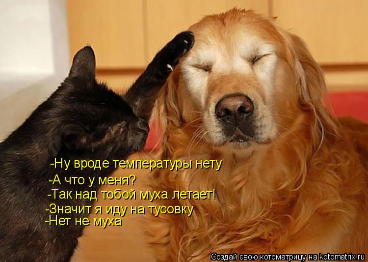 Котоматрица: -Ну вроде температуры нету -А что у меня? -Так над тобой муха летает! -Значит я иду на тусовку -Нет не муха