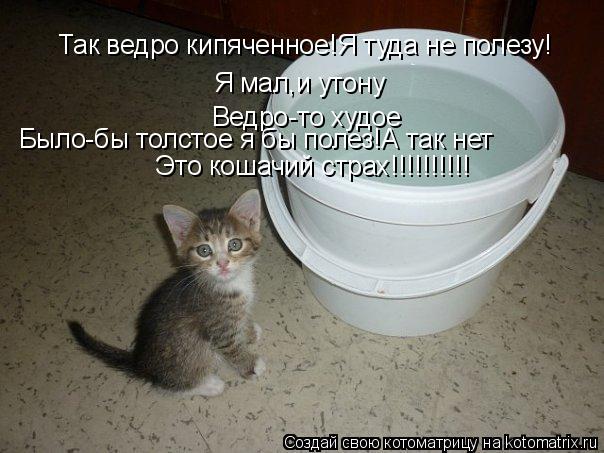 Котоматрица: Так ведро кипяченное!Я туда не полезу! Я мал,и утону Ведро-то худое Было-бы толстое я бы полез!А так нет Это кошачий страх!!!!!!!!!!