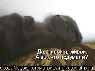 Котоматрица: Да, живой я, живой. А вы, что подумали?