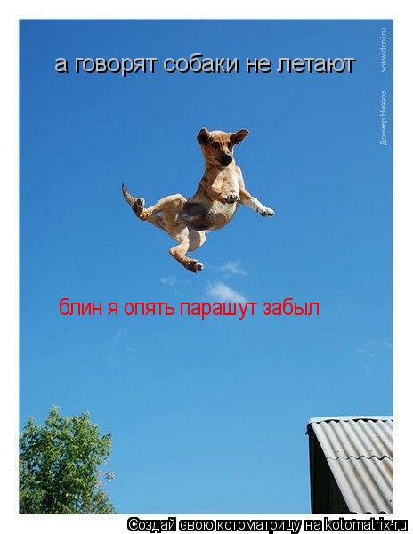 Котоматрица: блин я опять парашут забыл а говорят собаки не летают