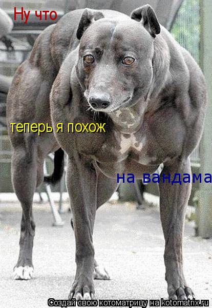 Котоматрица: Ну что теперь я похож  на вандама