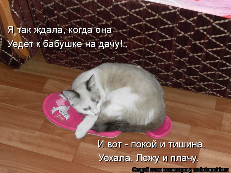 Котоматрица: Я так ждала, когда она Уедет к бабушке на дачу!.. И вот - покой и тишина. Уехала. Лежу и плачу.