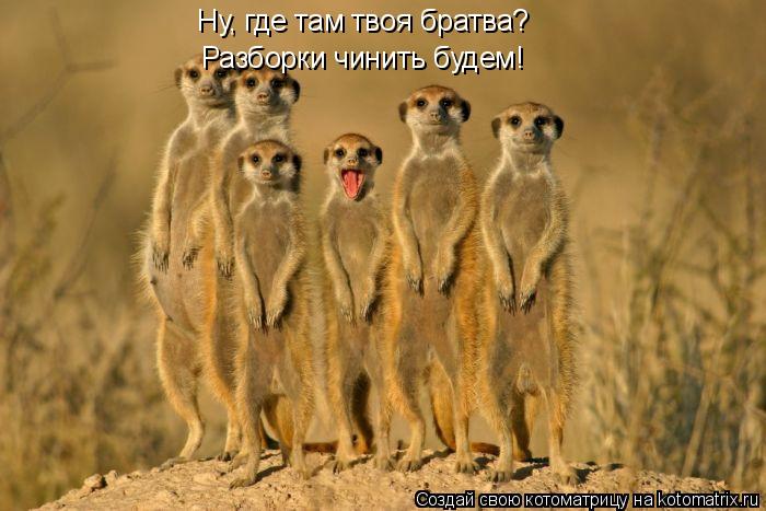Котоматрица: Ну, где там твоя братва? Разборки чинить будем!