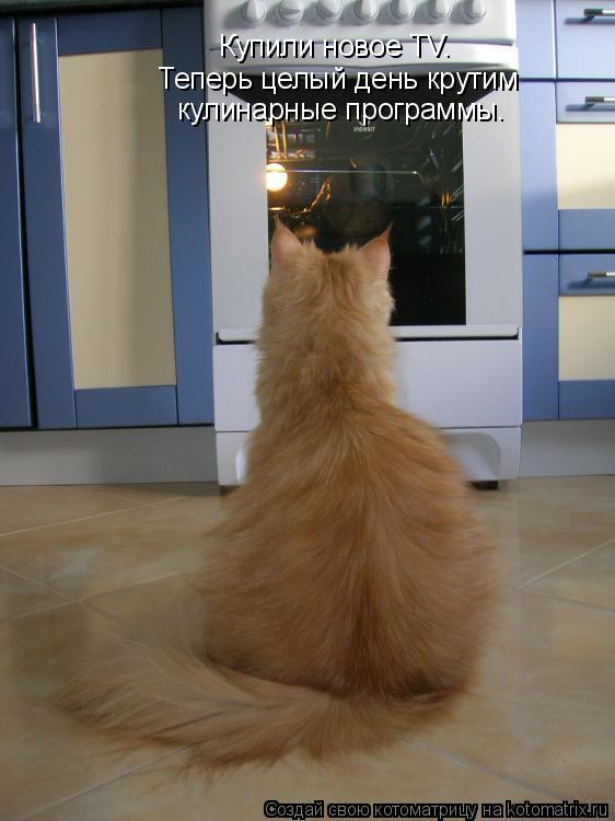 Котоматрица: Купили новое TV. Теперь целый день крутим  кулинарные программы.