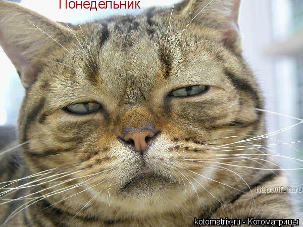 Котоматрица: Понедельник