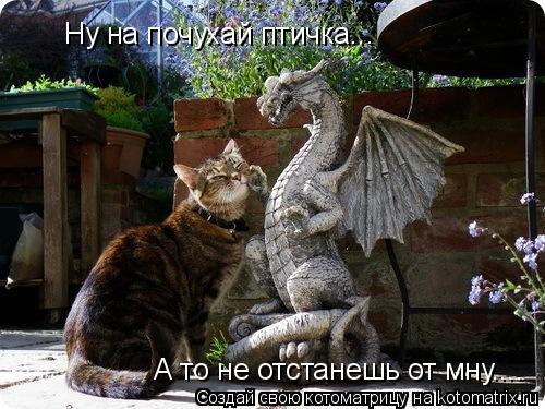 Котоматрица: Ну на почухай птичка... А то не отстанешь от мну....