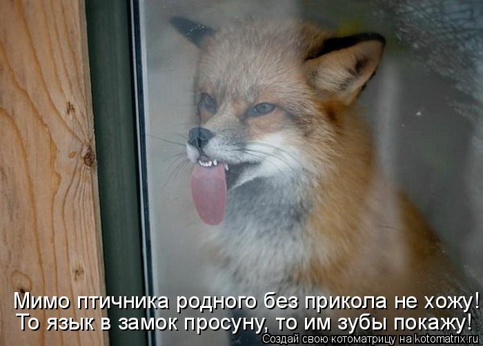 Котоматрица: То язык в замок просуну, то им зубы покажу! Мимо птичника родного без прикола не хожу!