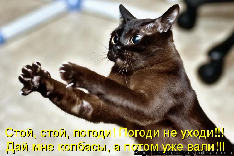 Котоматрица: Дай мне колбасы, а потом уже вали!!! Стой, стой, погоди! Погоди не уходи!!!