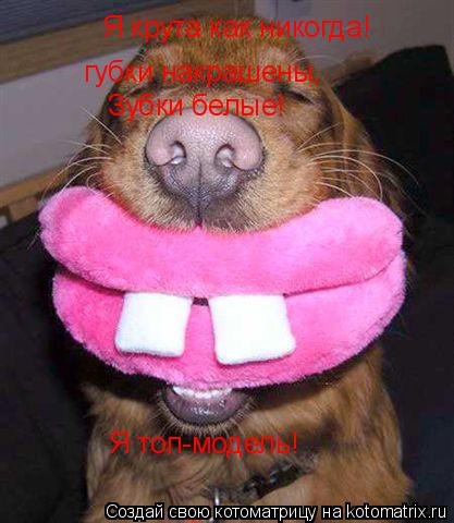 Котоматрица: губки накрашены, Я крута как никогда! Зубки белые! Я топ-модель!