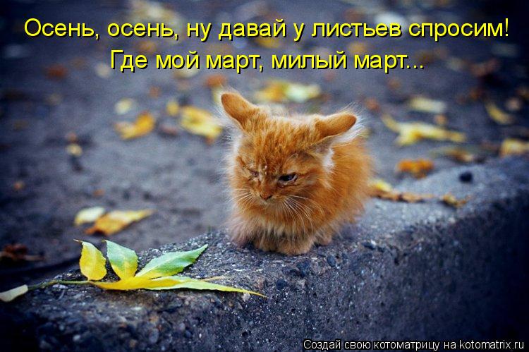 Котоматрица: Осень, осень, ну давай у листьев спросим! Где мой март, милый март...