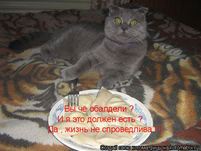 Котоматрица: Вы чё обалдели ? И я это должен есть ? Да , жизнь не спроведлива !!!